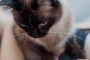 阿半今天很开心碧蓝航线大凤猫猫35p